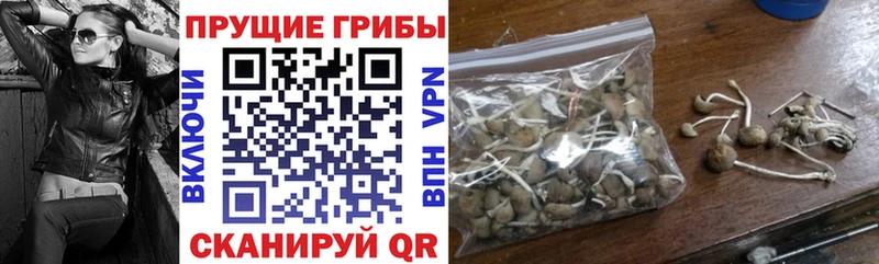 закладки  Кировград  Псилоцибиновые грибы MAGIC MUSHROOMS 
